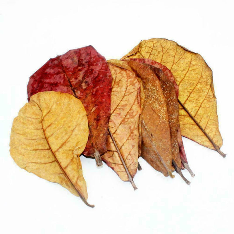 2019 Grade Natural Terminalia Leaves Island Almond Leaf Crystal Shrimp Impr M0Q6