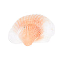 20X Natural White Shells Decorations Mini Nautical Crafts Aquariums Ornament OZ