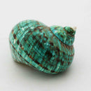 9-12cm Natural Green Shell Conch Coral Sea Snail Starfish Fish Tank Decoration