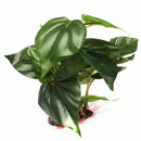 Artificial Aquarium Plant Water Grass Real Look FishTank Ornament Dec H7Z1