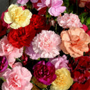 Beautiful Carnation Seeds LJerennial flower Dianthus Caryophyllus Clove SeedLJ
