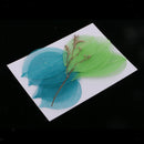 10 Pieces Mixed Pressed Dried Real Magnolia Skeleton Leaves for Scrapbooking