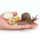 Simulation Snail Growth Life Cycle Child Educational Learning Cognitive Toys