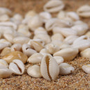 Beautiful Goldring Cowrie Natural Sea Shells Ornament Decoration 100g