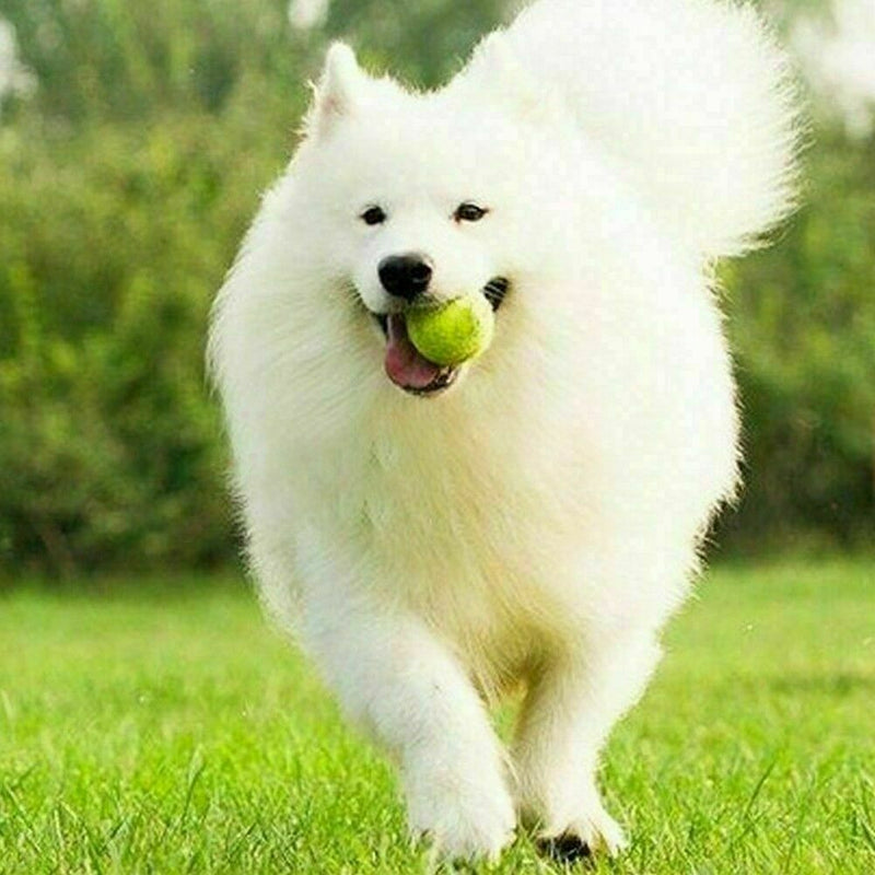 Tennis Ball Sports Tournament Outdoor Fun Cricket Beach Dog Game Gift