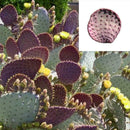 Hot 50 stk Red Cactus Pad Purple Santa Rita Opuntia New A1J2 Garden Home Ru I9B8