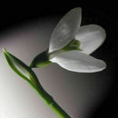 200X Galanthus Nivalis Common Snowdrop Flower Freezing Home V8T2 BI Plants S7J5