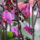 Set Plastic Plant Support Clips Orchid Stem Clip for Vine Support Tied Bundl Bj