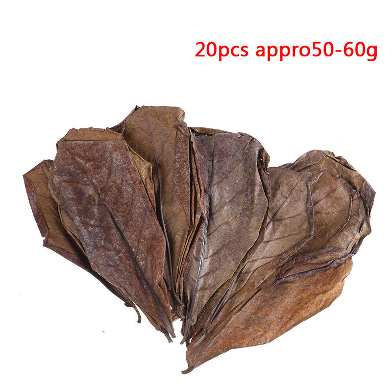20Pc catappa leaves almond tree aquarium clean tool terminalia leaf about 50-6M&