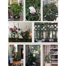 Vine Climbing Rack 60cm Flower Plant Trellis Plant Support Frame Garden Tool_^i