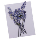 32pcs Pressed Dried Flowers Muti Species for Candle Jewelry Epoxy Scrapbooking