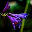 2 X Purple Amaryllis Bulbs Beauty Bonsai Flowers Garden Viewing-Decor U7I1 Q5V1