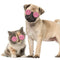 Lovely Dog Cat Glasses Pet Eye Protection Sunglasses Photos Props (Pink) A