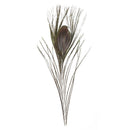 100 Pcs Peacock Feathers 10"-12"