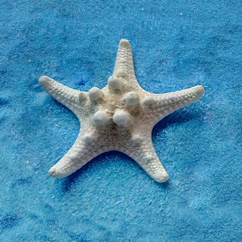 10pcs Natural Starfish Sea Star shell Aquarium Landscape Making DIY Craft Decor