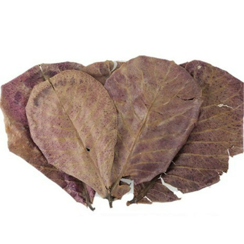 10pcs Natural Almond Leaves Shrimp Fish Aquarium Care Make Water Decor Supply