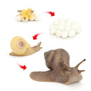 Simulation Snail Growth Life Cycle Child Educational Learning Cognitive Toys