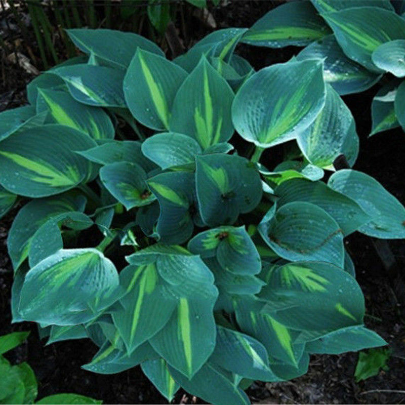 20pcs hosta plantaginea seeds fragrant plantain flower fire and ice shade TBR^i