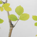 Plush Fruit Kids Digital Photo Background Art Cloth Studio Backdrops Decor