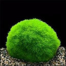 4cm Aquarium  Live aquarium Green Algae Ball plant Fish tank betta sea Decro