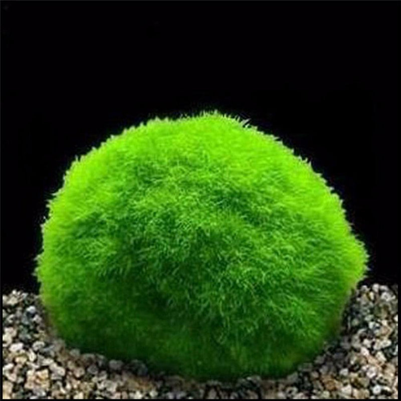 4cm Aquarium  Live aquarium Green Algae Ball plant Fish tank betta sea Decro