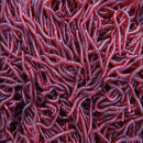 50 Pcs Soft Red Earthworm Fishing Bait Worm Lures Crankbaits Hooks Tackle Baits