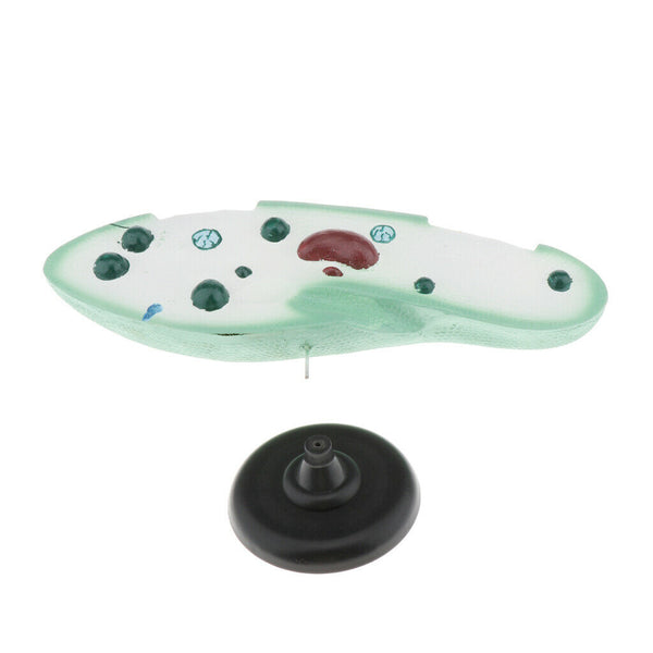 Paramecium Biological For Science Study Display Teaching  Education
