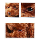 130Pcs Pet Eye Wet Wipes Well Soaked Dog Tear Cleaning Towels Stain Wipes Pads