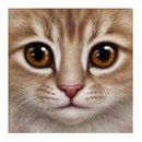 DIY 5D Diamond Embroidery Mosaic Cat Face Painting Cross Stitch Home Decor
