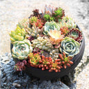 300pcs Mixed Succulent Seeds Lithops Living Stones Plants Cactus Home Beauty New