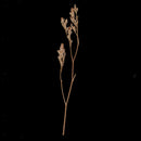 12x Pressed Natural Dried Flowers Chrysanthemum for Scrapbooking Card making