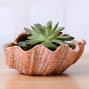 Cute Cartoon Shell Shaped Succulent Planter Flowerpot