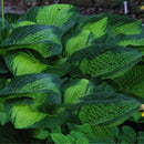 20pcs hosta plantaginea seeds fragrant plantain flower fire and ice shade TBR^i