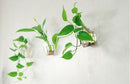Flower Plant Wall Hanging Clear Glass Vase Bottle Pot Garden Hexagon Decor