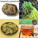 Rose of Jericho Dinosaur Plant Air Fern Spike Moss Live Resurrection House U6D4