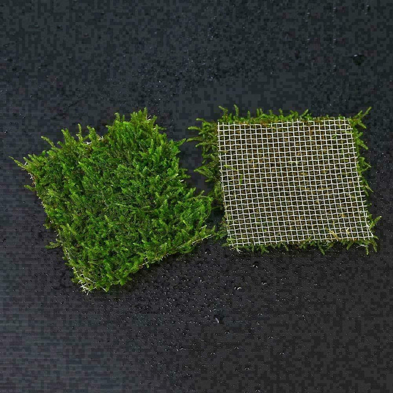 304 Edelstahl-Maschendraht-Auflage-Aquarium-Pflanzen / K2N0 Moos-Netz Aquas H4W2