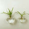 5 Pieces Hexagon Wall Hanging Plant Terrarium Glass Planter Vase, 13CM