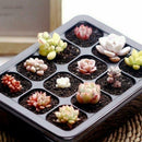 12 Cells Seed Starter Nursery Pot Seedling Trays Flower Grow Seedling Box