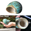 9-12cm Natural Green Shell Conch Coral Sea Snail Starfish Fish Tank Decoration