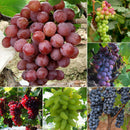 50mixed grape seeds home garden vitis viniferaDelicious fruit plant seed decorLJ