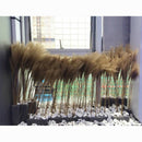50Pcs Dried Flower Natural Phragmites Pampas Grass Wedding Bunch Bouquet Kit