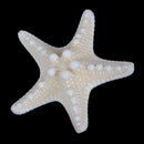 2X Lady Girl Beach Wedding Natural Starfish Sea Star Hair Clip Hairpi OZ