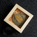 Trilobite Fossils Collection in Box Fossils Millions of Years Old!