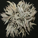 200Pcs California White Sage Seeds Sacred Salvia Apiana Ceremonial Aromatics M&O