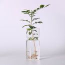 Desktop Glass Planter for Hydroponics Plants Home Garden Wedding Decor
