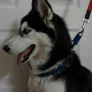 Pro Don Sullivan Perfect Dog Command Training Collar Prong Pets Choke