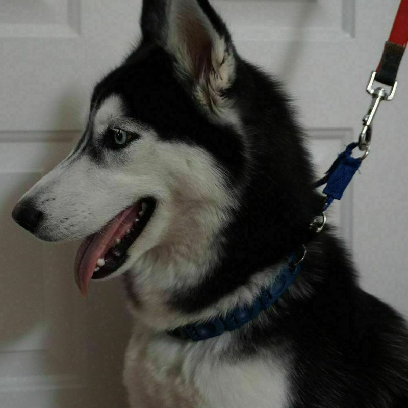 Pro Don Sullivan Perfect Dog Command Training Collar Prong Pets Choke