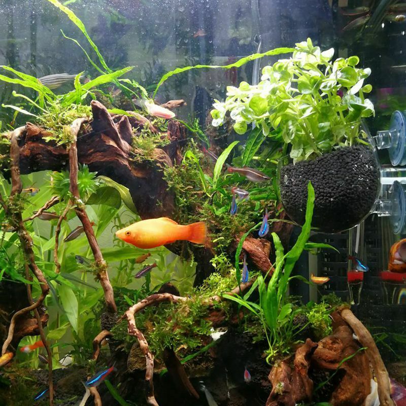 2X Glass Aquatic Plant Cup Pot 4X Suction Cups Fish Tank Aquarium Aquascape R4E9