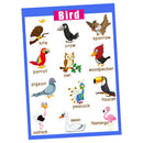 Birds~Kids Fun Early Learning Educational Preschool Poster Charts