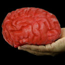 Halloween Human Brain Great Prop Decoration Realistic Bloody Blood D5Z4
